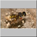 Ectemnius cavifrons oder ruficornis - Grabwespe w04d 11mm beim Nesteintrag - Hainschwebfliege.jpg